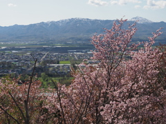 連休中の桜