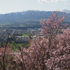 連休中の桜