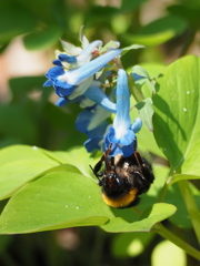 ブンブンぶぶぶん
