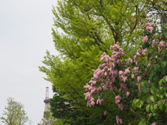 札幌大通公園