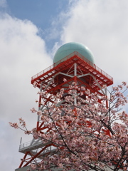 桜とタマネギ・・・