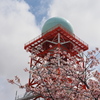 桜とタマネギ・・・