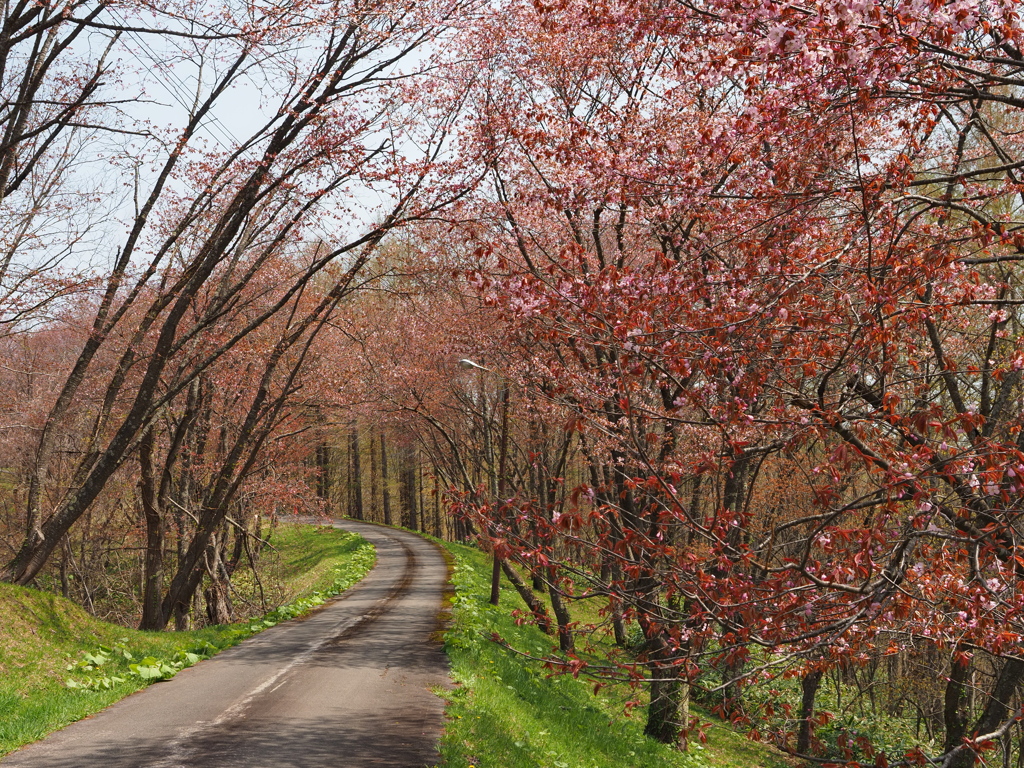 故郷の桜