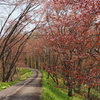 故郷の桜