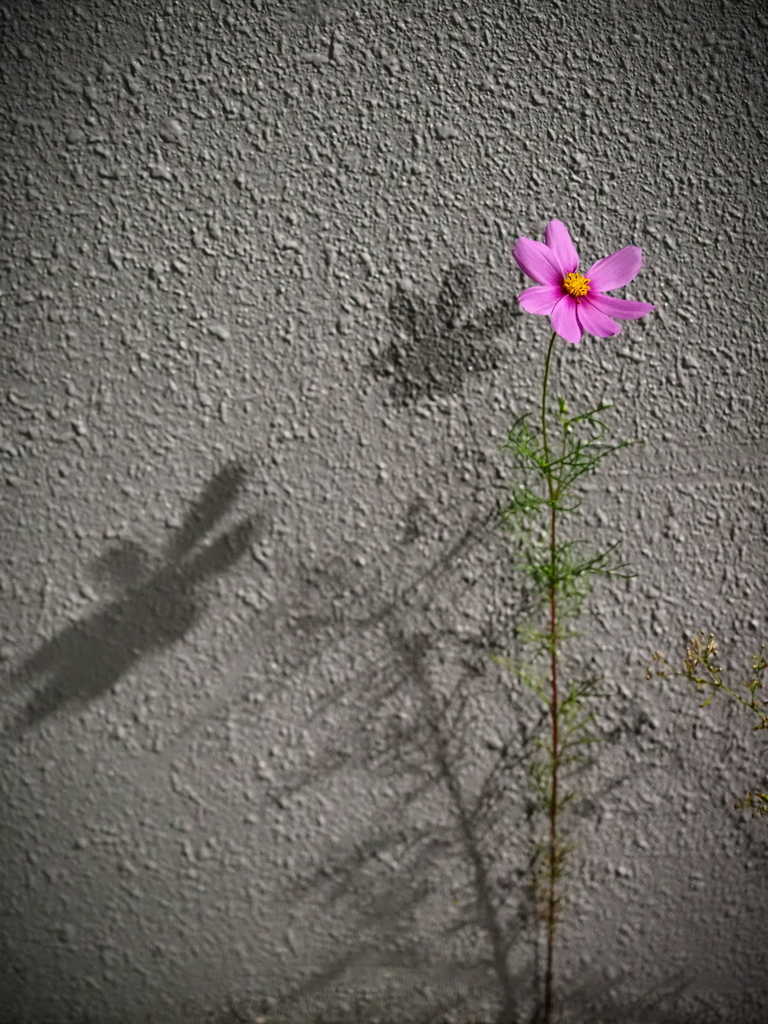 ド根性コスモス