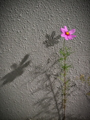 ド根性コスモス