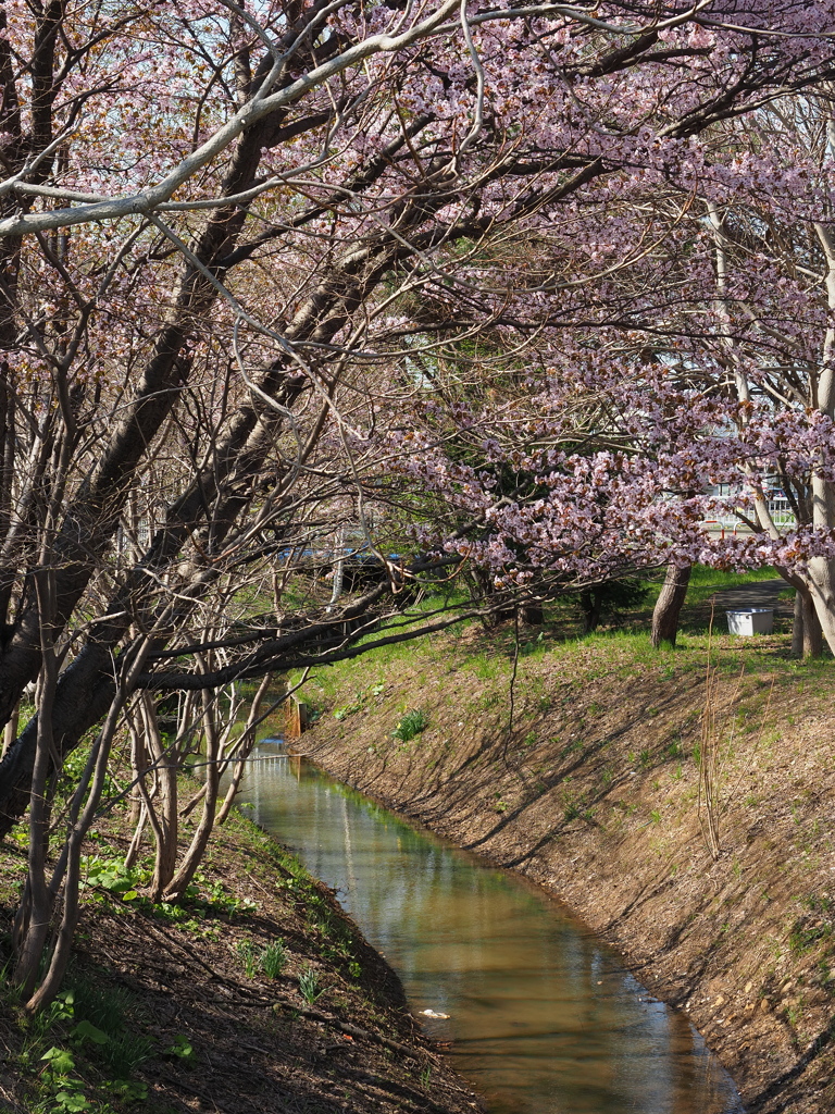 連休中の桜