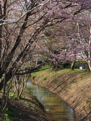 連休中の桜