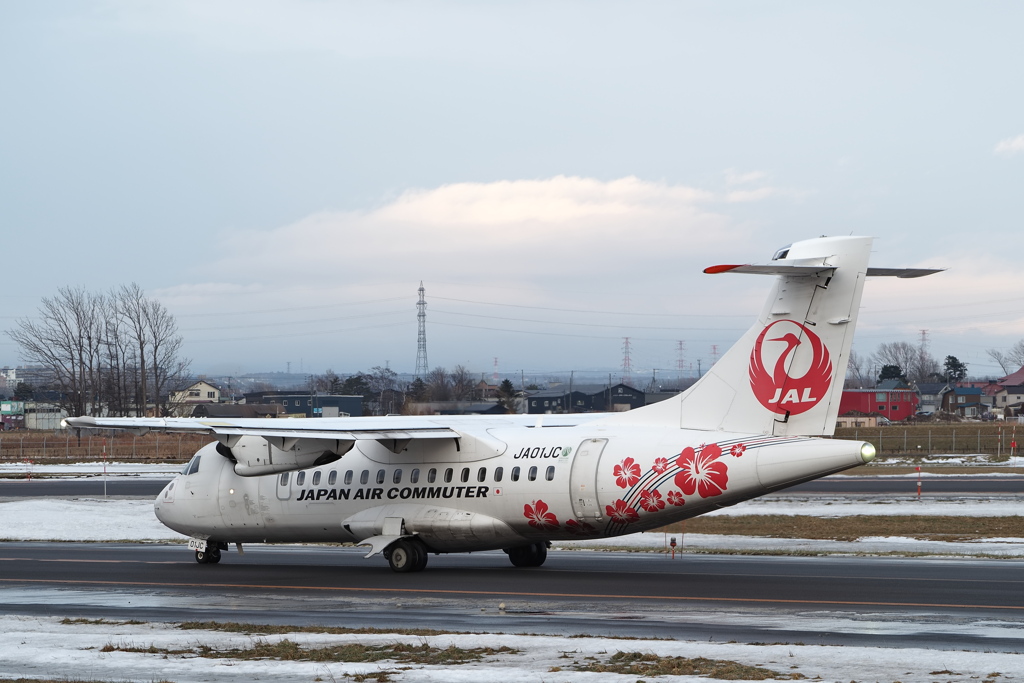 冬にハイビスカス