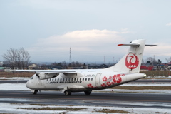 冬にハイビスカス