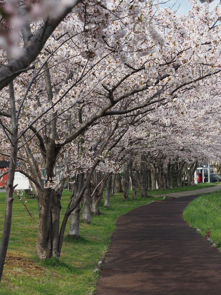 連休中の桜