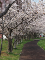 連休中の桜