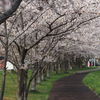 連休中の桜