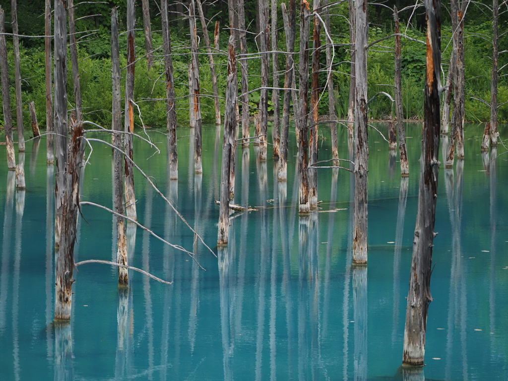 青い池