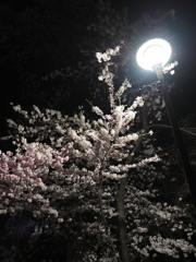 夜桜