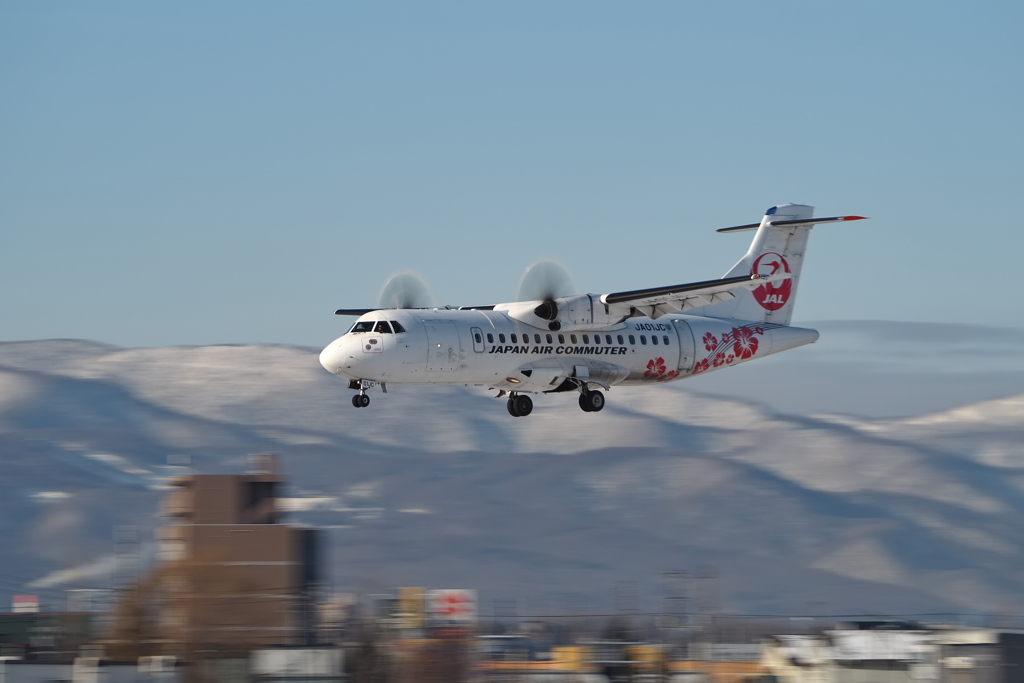 ハイビスカス～降りてくる