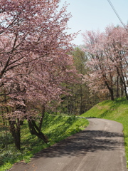 連休中の桜
