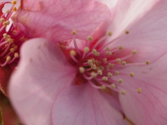 桜、寄りまくる