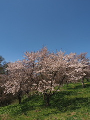 連休中の桜