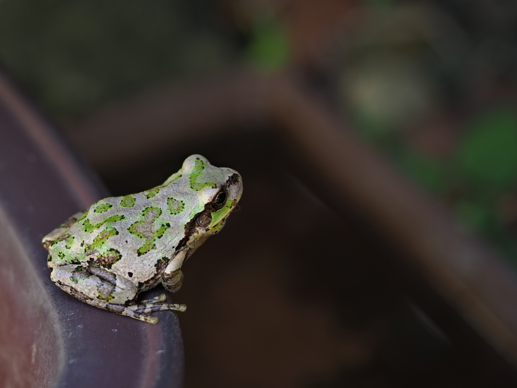 リアルけろけろけろっぴ