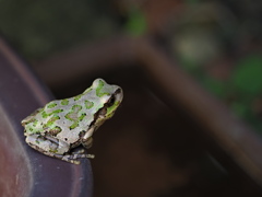 リアルけろけろけろっぴ