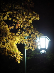 2024.10.26北大金葉祭