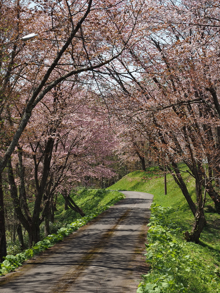 連休中の桜