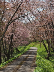 連休中の桜