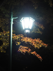 2024.10.26北大金葉祭