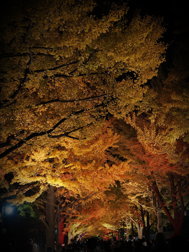 2024.10.26北大金葉祭