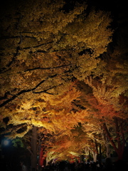 2024.10.26北大金葉祭
