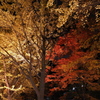 第11回金葉祭