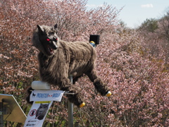 連休中の桜