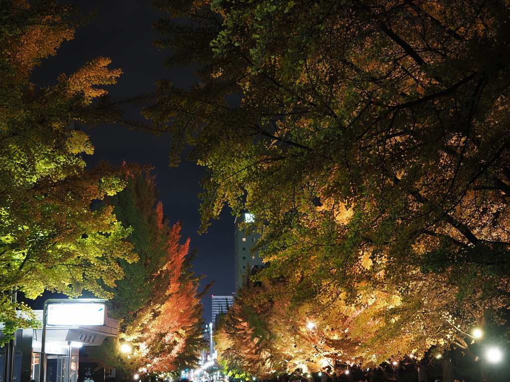 出し忘れ・・・2024.10.29の中島公園
