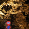 第11回金葉祭