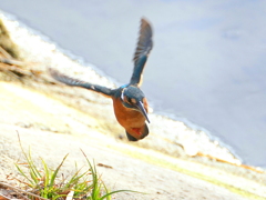 やってきた！
