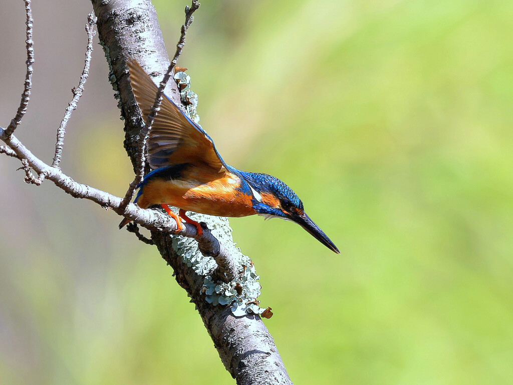 桜木からロックオン