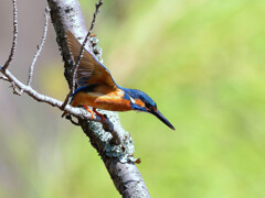 桜木からロックオン