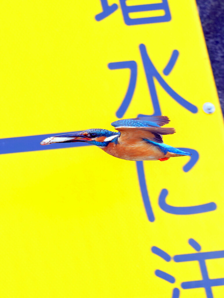 我が子に・増水に注意！