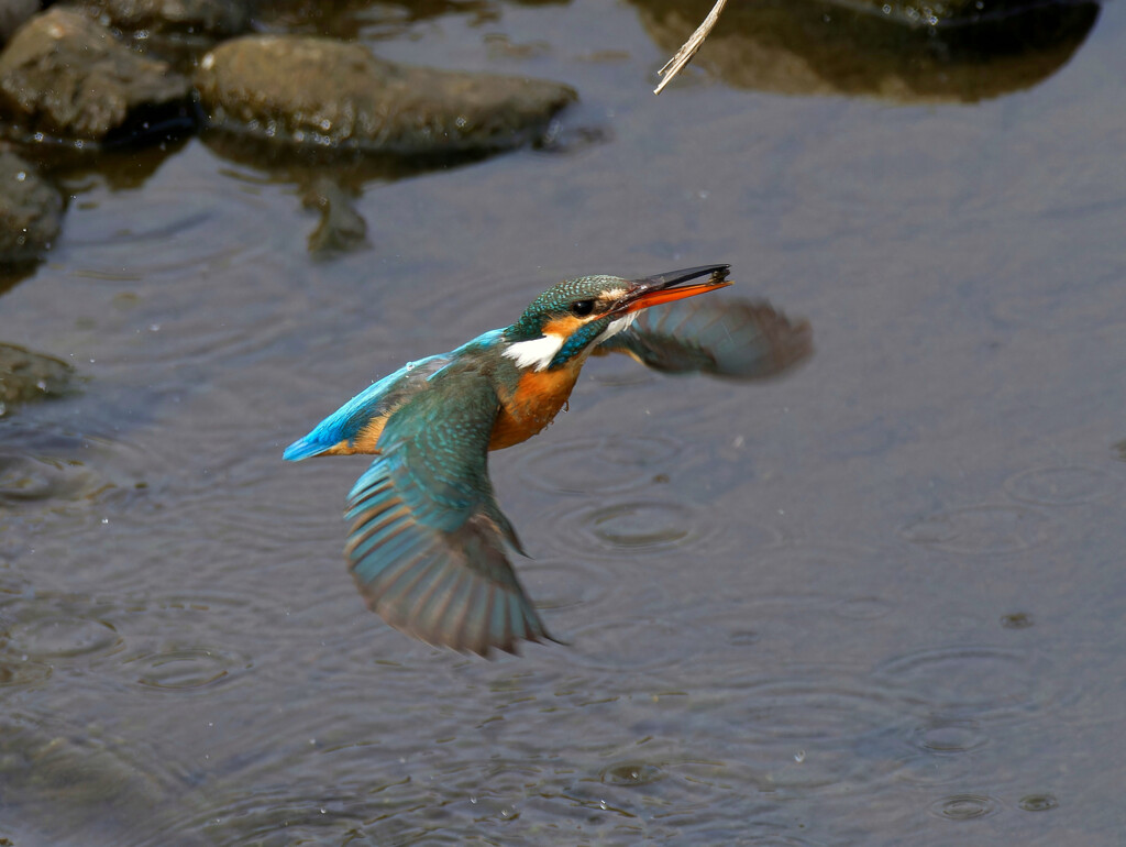 ゲット　石ころ！