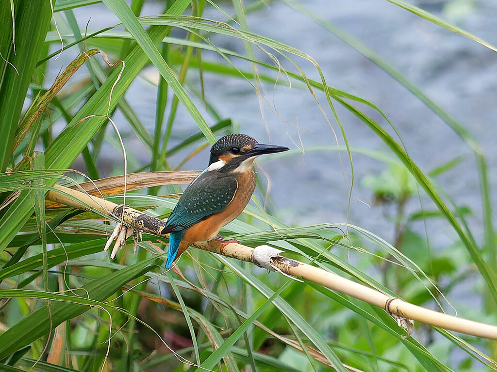 幼鳥が現れました！