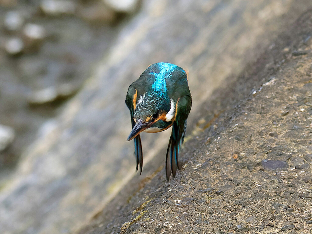 やってきた