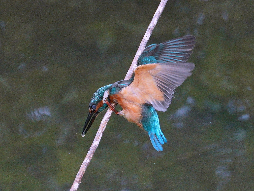 どっこい・・！