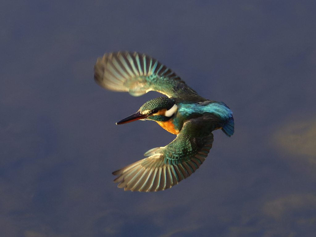 きたきたやってきた！