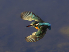 きたきたやってきた！