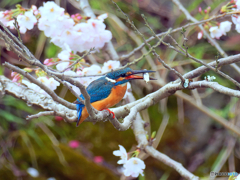 お花見しながら・・・