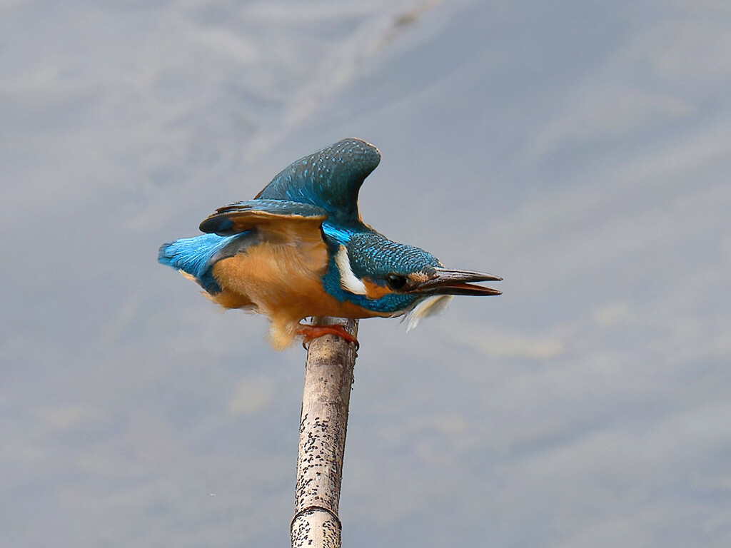 警戒！　何かがやって来る