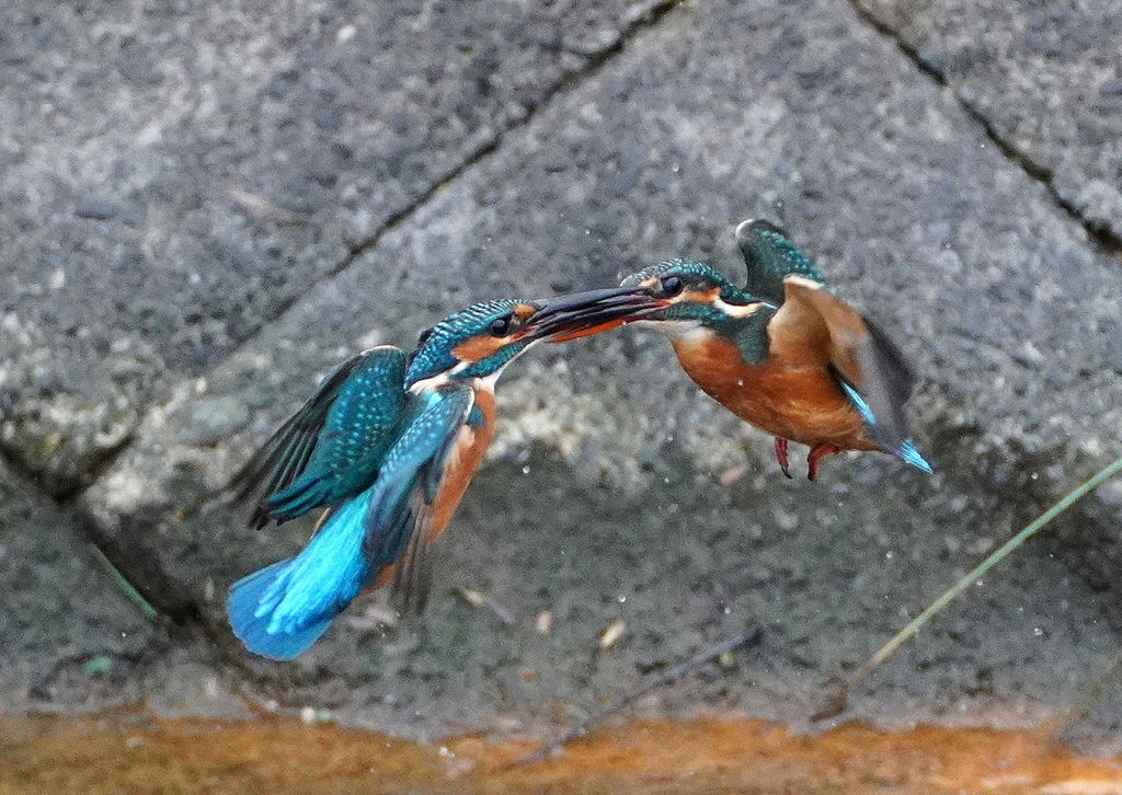 バトル