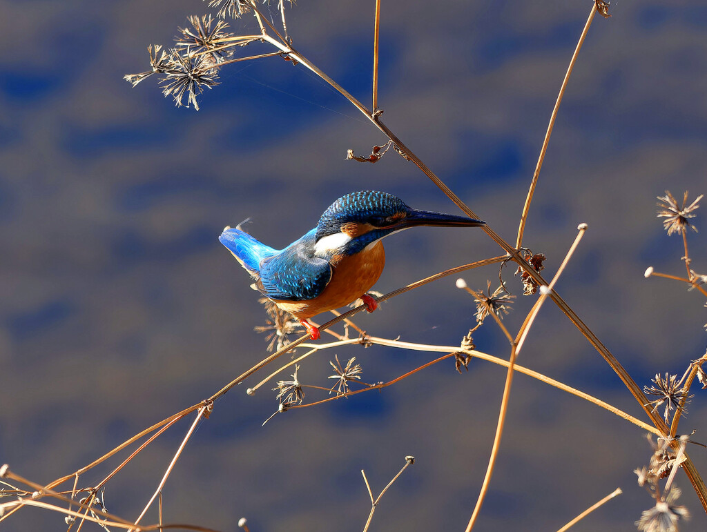これからどうする？