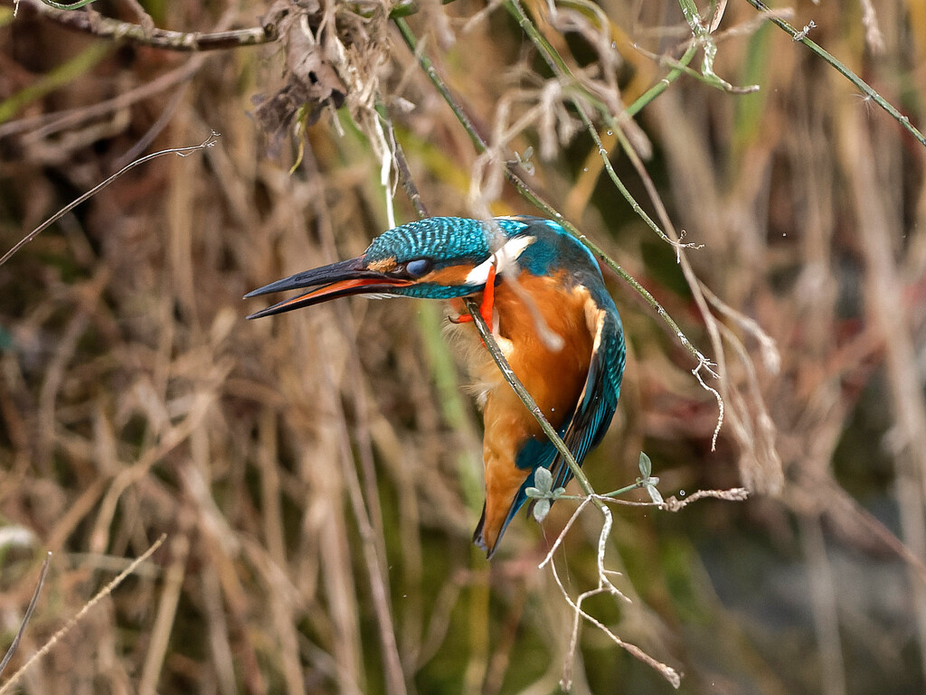 猿も木から落ちる！